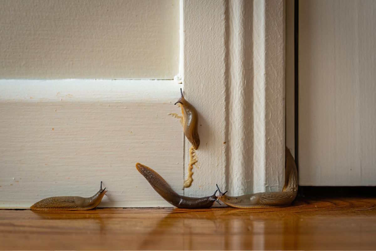 Limaces dans la maison : causes, dangers et solutions efficaces